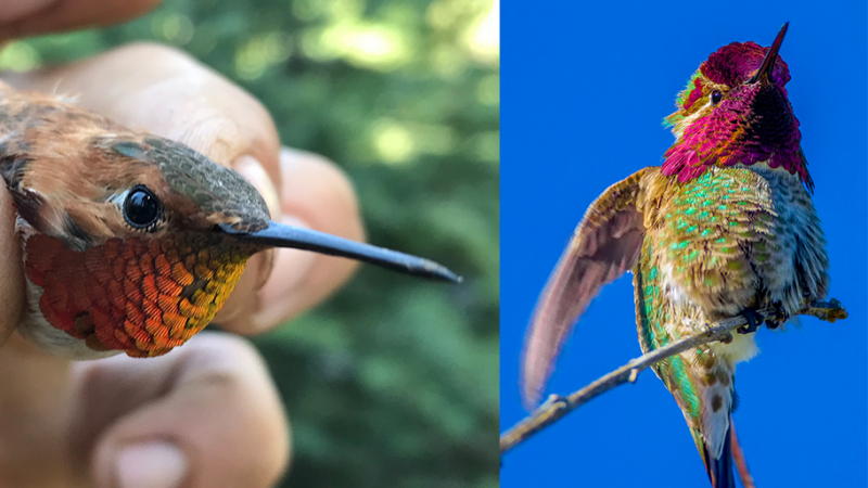 Do you love sparkling critters, too? You'll find plenty of eye-catching creatures in Yosemite, including rufous and Anna's hummingbirds, whose feather structures can create an iridescent effect. Photos: NPS (left); Ann and Rob Simpson (right)