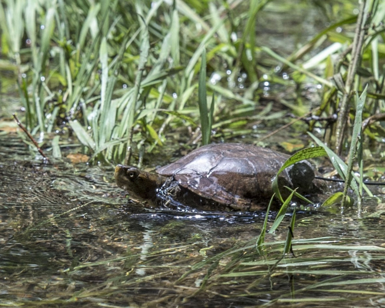 Bill says he relates to many animals, including the western pond turtle.