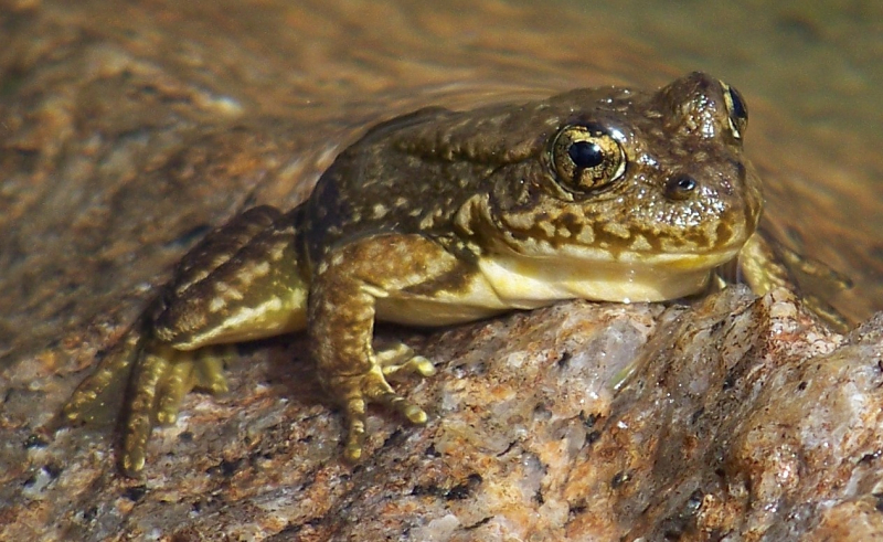Populations of Sierra Nevada yellow-legged frogs — the stars of one of Rachel's most memorable wildlife encounters — are rebounding in Yosemite, thanks to years of research and restoration work. Photo: NPS