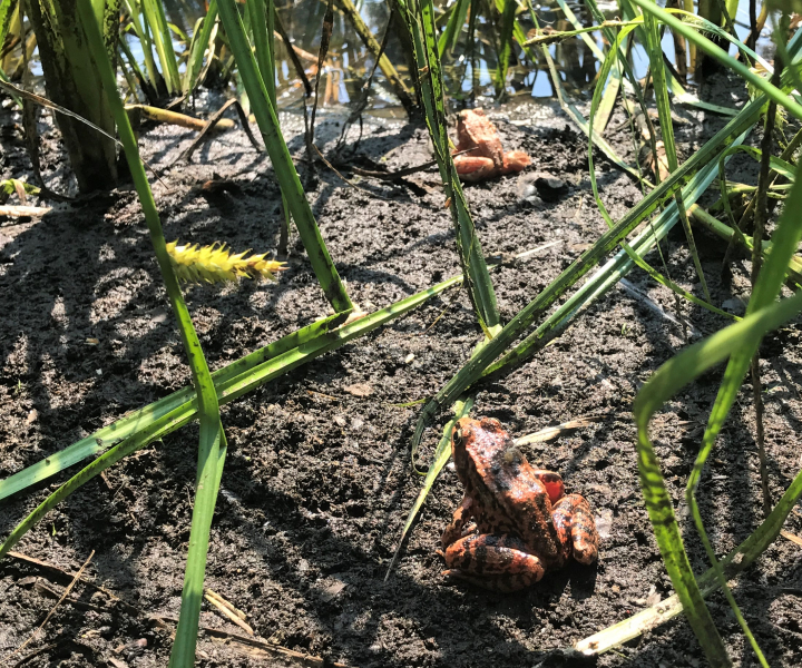 California red-legged frogs. Photo: Yosemite Conservancy/Ryan Kelly