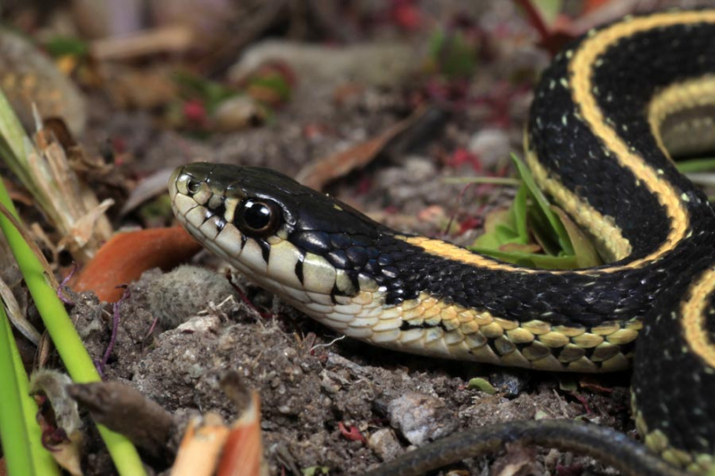 Mountain garter snake. Photo: Todd Battey [CC-BY-NC-SA-3.0]