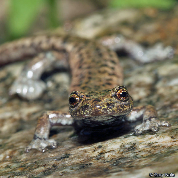 Mount Lyell salamander. Photo: Gary Nafis, californiaherps.com