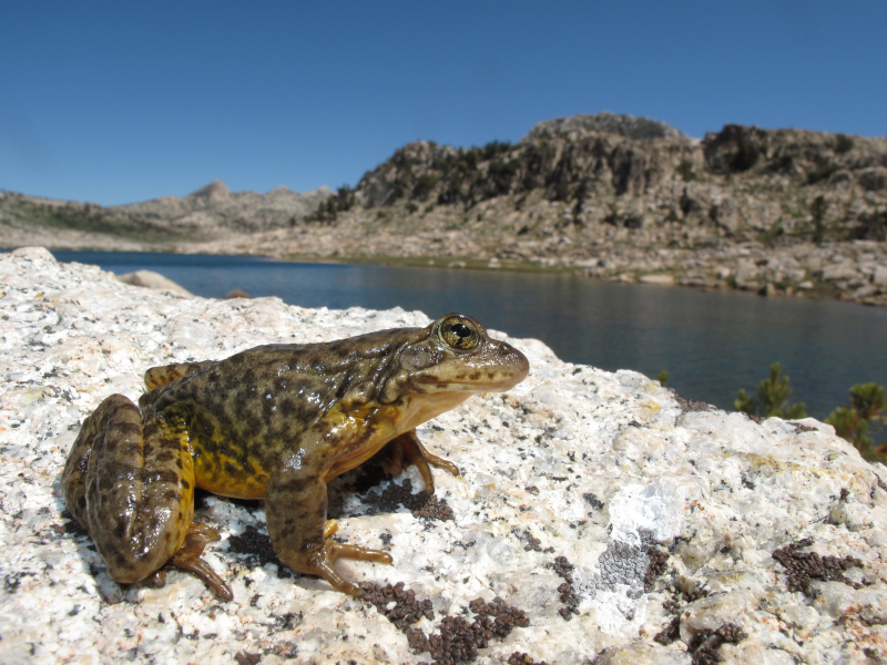 Sierra Nevada yellow-legged frog. Photo: USGS/Devin Edmonds
