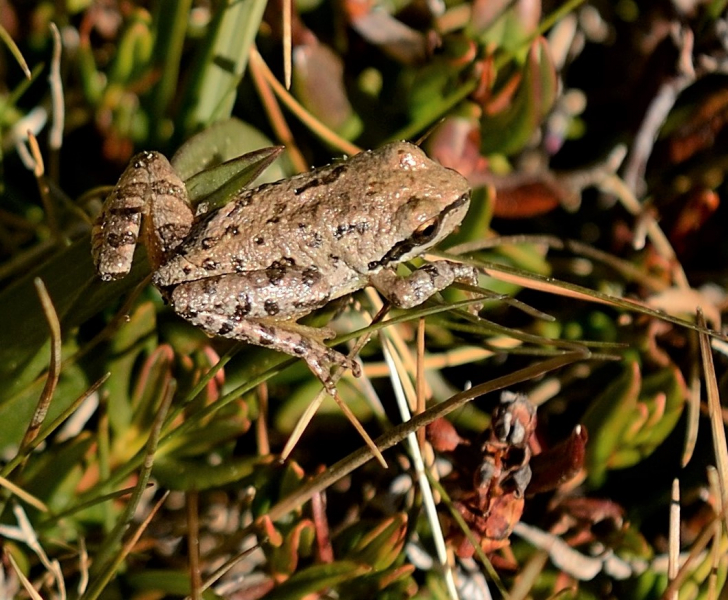 Pacific treefrog. Photo: Chris Day