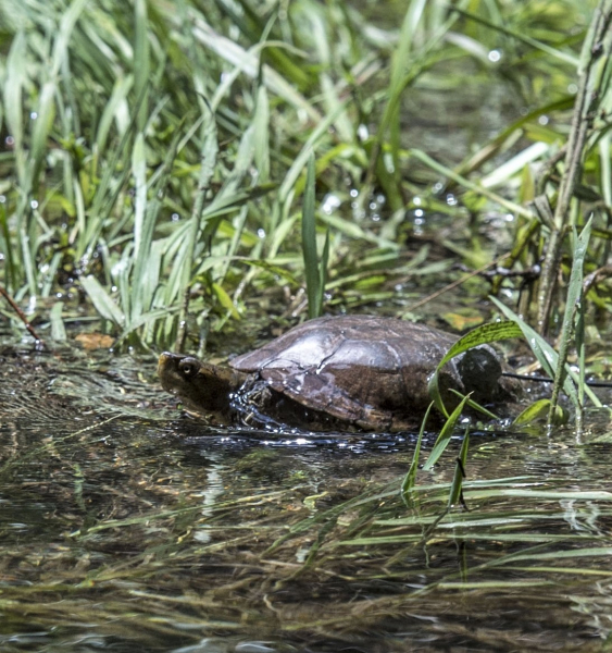 Western pond turtle in Yosemite Valley. Photo: Al Golub