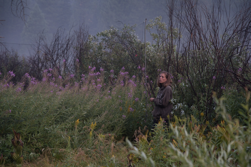 Each morning, the research team unfurls soft nets to capture songbirds flying through the meadow. Photo: Laurel Houston