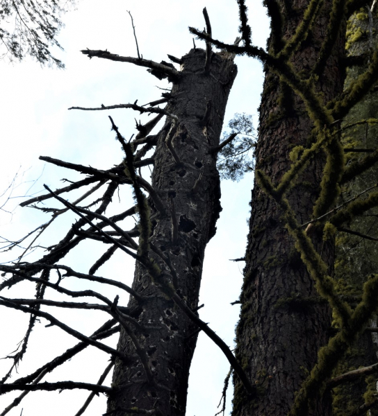 Spotted owls often return to the same trees, but sometimes let years pass before going back to a nest site. In May 2017, the survey team found that a pair was using this rotting tree, which was recorded as a nest tree in 2014, too. Photo: © Yosemite Conservancy/Ryan Kelly