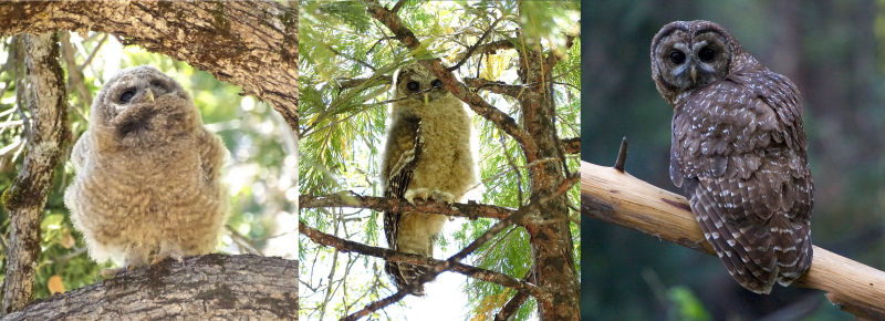 Can you figure out each owl's age based on its plumage? The tail feathers on the leftmost owl are hidden, but the fluff factor means juvenile! Photos: (left and middle) © NPS/Dustin Garrison; (right) © Jon Felis