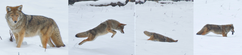 The stages of a subnivean hunt: Listen. Leap. Plunge. Eat! Photos: Michael White