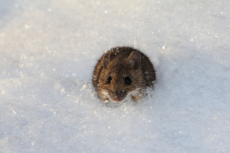 Many small mammals seek shelter under the snow, but sometimes pop out to the surface. Look for their tracks leading to and from subnivean-zone entrance holes. Photo: Pixabay