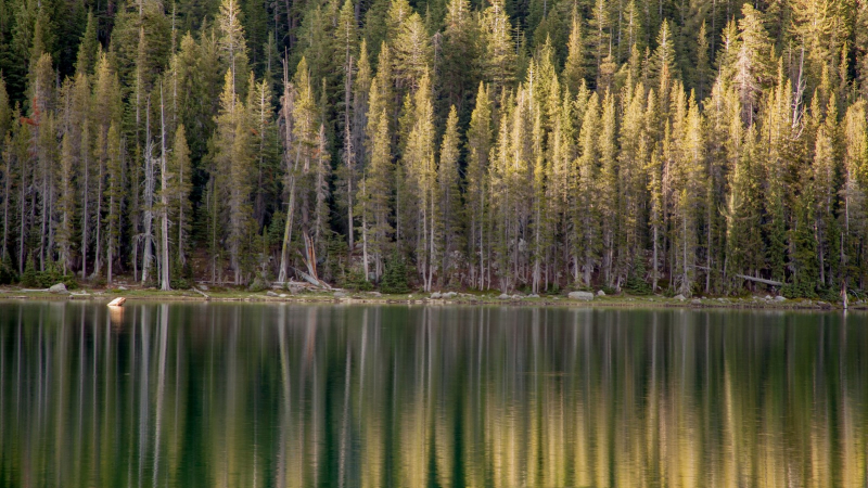 Trees reflected on the still surface of Tenaya Lake. Photo: Yosemite Conservancy/Keith Walklet