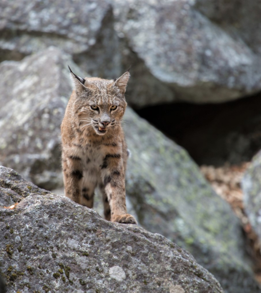 Bobcats are a good subject for 