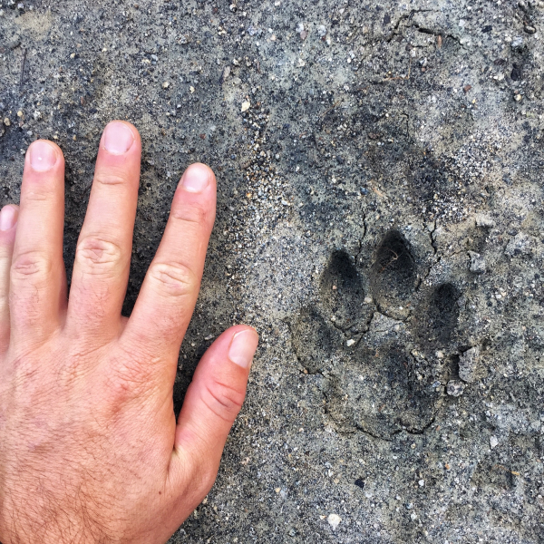 Kaleb recommends placing your hand next to an animal track (in this case, that of a mountain lion) to provide scale for photos.