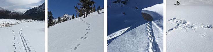 Winter tracks, left to right: pine marten (paralleling skis), snowshoe hare, and porcupine in the high country; and a raven in Yosemite Valley (note the wing marks). All photos courtesy of NPS (high country photos by the winter rangers, Rob and Laura Pilweski) 