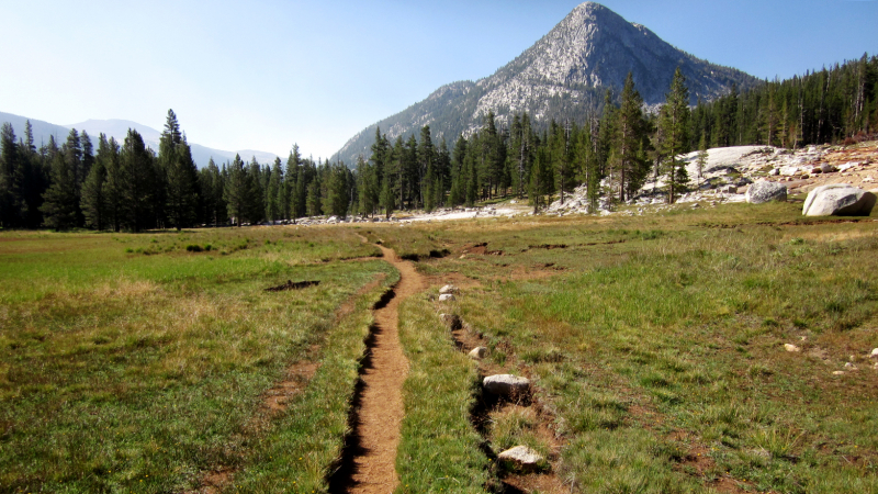 Ruts have formed alongside the John Muir/Pacific Crest Trail in Lyell Canyon, the result of thousands of hikers and stock animals stepping to the side to avoid water and mud. Photo: Courtesy of NPS
