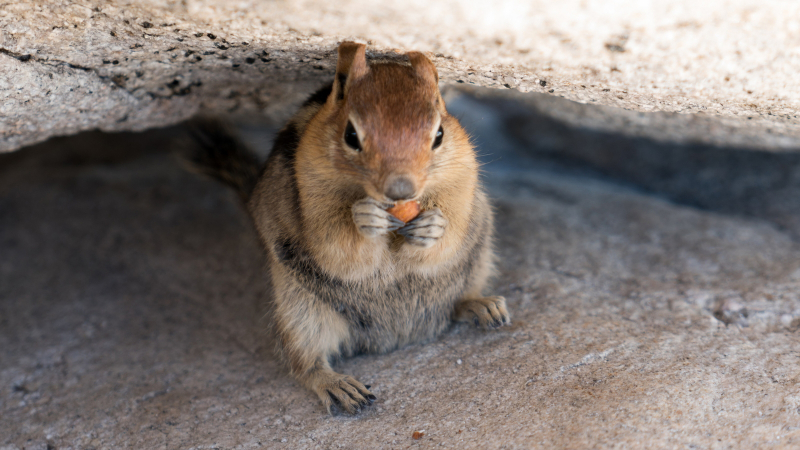 Yosemite has no shortage of photogenic animals - and some have grown accustomed to human food. Help keep all wildlife wild by keeping your trail snacks to yourself! Photo: Matt McIvor