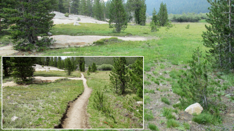 Meadow habitat in Lyell Canyon before (inset, 2015) and after (2017) the trail was relocated to an upland area. Photos: NPS