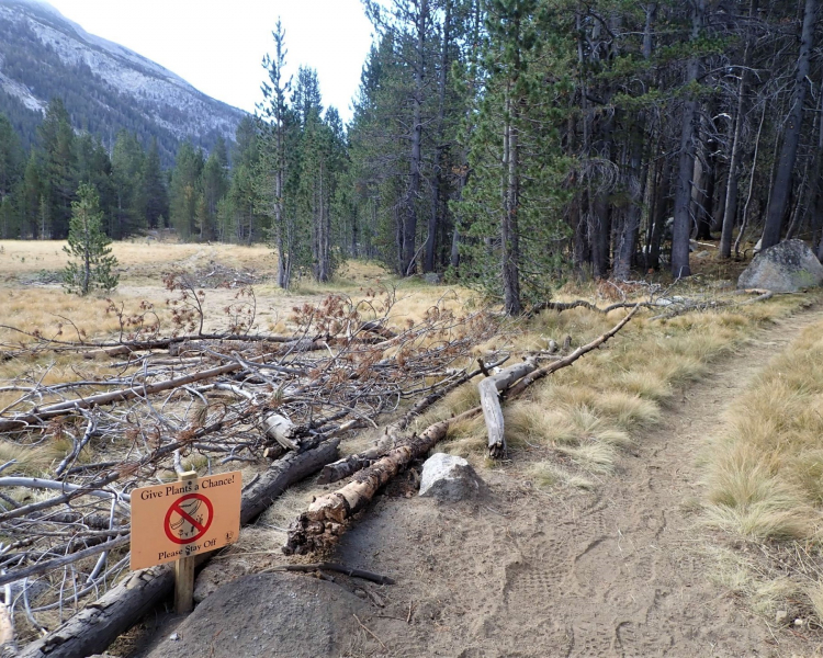 A newly built section of the rerouted Pacific Crest/John Muir Trail in Lyell Canyon helps protect meadow habitat. Photo: NPS