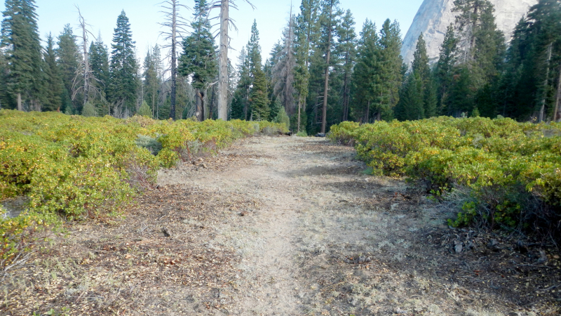 Mt. Starr King trail after restoration. Photo: NPS, 2018