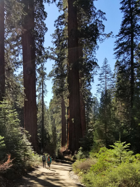 A couple of Conservancy employees enjoy a walk under the towering trees in Mariposa Grove. 