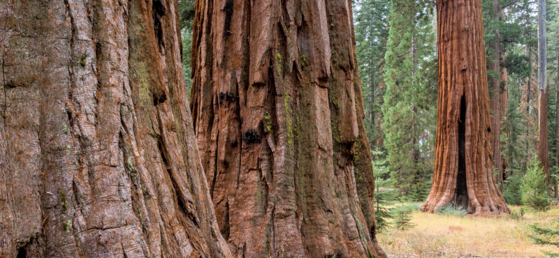 Giant sequoias in Mariposa Grove, where you might spot owls, deer, squirrels and other wildlife. Photo: Yosemite Conservancy/Keith Walklet