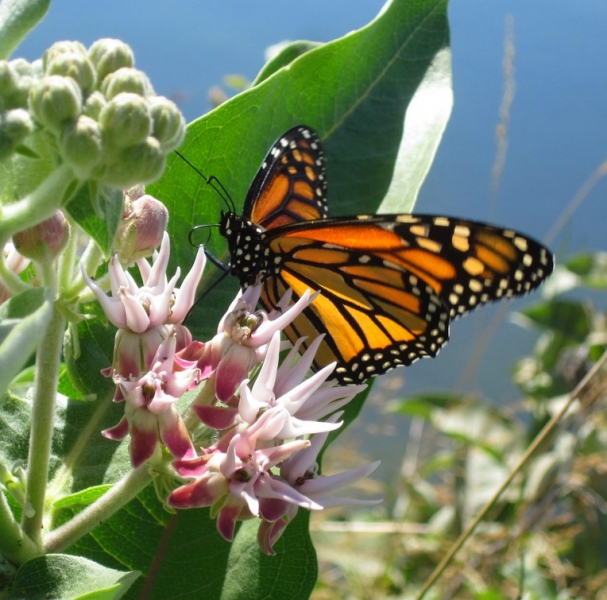 A monarch lands on milkweed in a colorful moment that captures the pollinator-plant relationship. Photo: USFWS