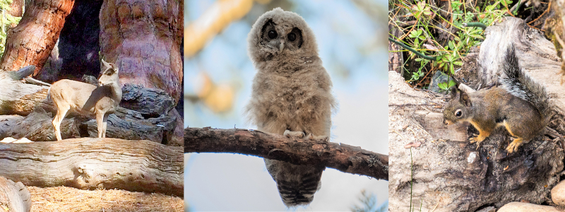 Many animals make their homes in Yosemite's sequoia groves, including mule deer, spotted owls, and Douglas squirrels. Photos (left to right): Carolyn Botell, NPS/Dustin Garrison, Yosemite Conservancy/Keith Walket