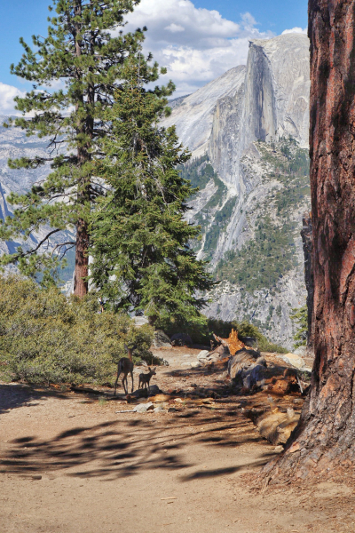 On the Panorama Trail toward Nevada Fall, I came across a doe and her fawn out for a walk. 