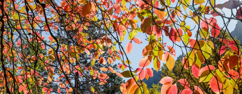 Dogwood leaves bejewel the autumn sky in Yosemite Valley. Photo: Yosemite Conservancy/Keith Walklet