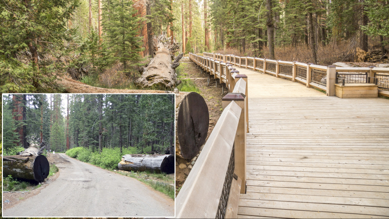 In place of the old paved roadway, a raised boardwalk runs alongside the famous Fallen Monarch tree, letting people get a close look at ancient toppled sequoia while protecting the plants and water system below. Photos: Yosemite Conservancy (before), Yosemite/Keith Walklet (after)