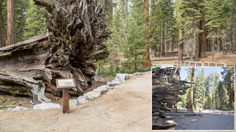 At the base of the Fallen Monarch, sustainable trail surface, educational signs, and a wooden bridge have replaced a paved road. Photos: Yosemite Conservancy/Josh Helling