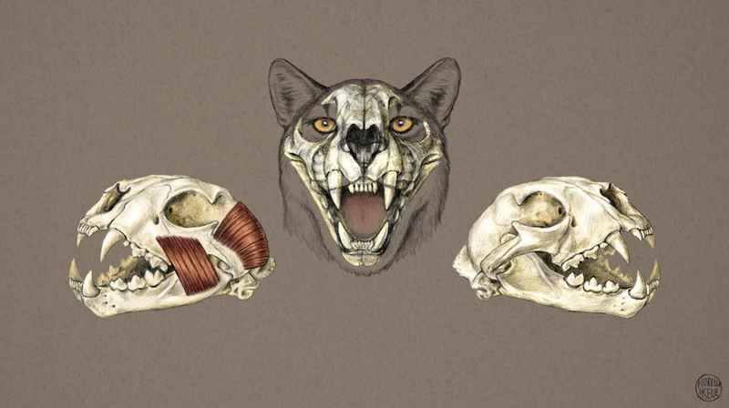Sometimes, science illustration gets under the skin — literally! Illustrators often study and sketch the underlying structure of an organism, not just what you see from the outside. (Artwork by Fiorella Ikeue)