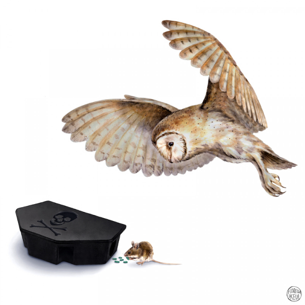 For Fiorella, science illustration isn't just about capturing a particular animal, plant or scene — it's also a way to visualize important concepts, such as how toxins can travel through the food chain. (Artwork by Fiorella Ikeue)