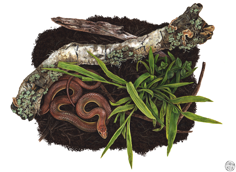 Science illustrators draw on careful observations to capture intricate details of the natural world, as in this piece by Fiorella Ikeue.
