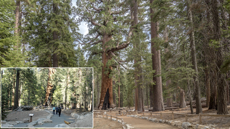 A new accessible trail leads to the Grizzly Giant, one of Mariposa Grove's most famous trees. Photos: Yosemite Conservancy/Schuyler Greenleaf (before), Yosemite Conservancy/Keith Walklet (after)