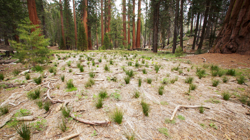 Native vegetation is regenerating in Yosemite's Mariposa Grove, where paved roads and parking spaces once abutted sequoia trunks. Photo: Yosemite Conservancy/Josh Helling