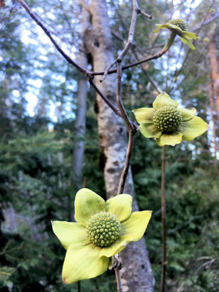 Early dogwood flowers brightened the scenery at Happy Isles in April. Photo: Lora Spielman