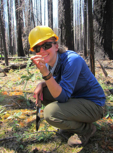 Wilderness restoration crews help protect natural habitats by removing high-priority invasive plants such as bull thistle. Photo: Courtesy of NPS