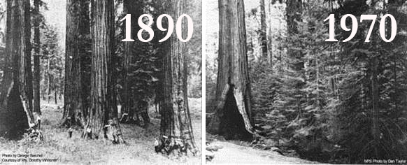 In 1890, the area around these Mariposa Grove sequoias was clear; by 1970, after decades of fire suppression, firs had grown around the base of the giants. In addition to crowding out young sequoias, the firs can conduct fire upward. Photos: Courtesy of NPS