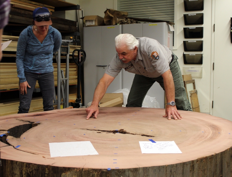 A cross-section from a fallen giant sequoia will be part of the new exhibits at Mariposa Grove. Photo: Claire Meyler