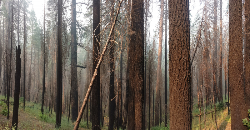 Spotted owl habitat in a burned forest. Photo: Courtesy of NPS