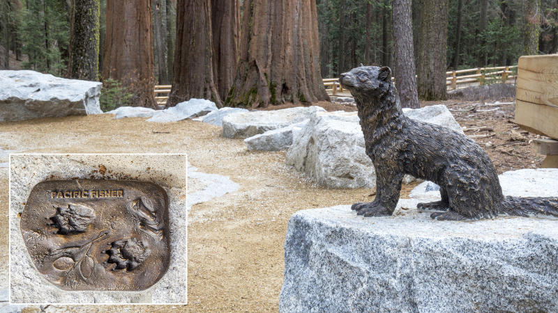 Throughout the restored Mariposa Grove, bronze sculptures introduce visitors to the diverse wildlife that make their homes among the sequoias. Photo: Yosemite Conservancy/Keith Walklet