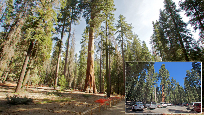 As part of the restoration project, pavement was removed from the grove's original parking area and roads, allowing sequoia habitat to rebound. Photos: Yosemite Conservancy/Josh Helling