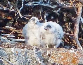 Seasonal climbing closures and surveys help protect Yosemite's young peregrine falcons. Photo: © Eric Schaal.