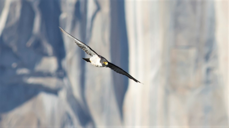 Peregrine falcons have soared back from the brink of extinction, but the species still need protective measures to ensure its long-term health. Periodic closures on climbing routes help protect peregrine nests on El Capitan and other cliffs. Photo: James McGrew