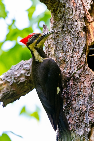 Pileated woodpecker (Dryocopus pileatus). Photo: Ann & Rob Simpson