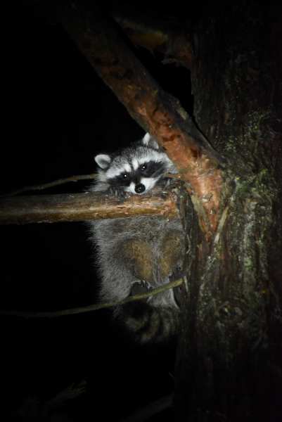 Scientists are studying the distribution and abundance of raccoons and other potential predators of rare frogs and turtles. Photo: Courtesy of NPS.