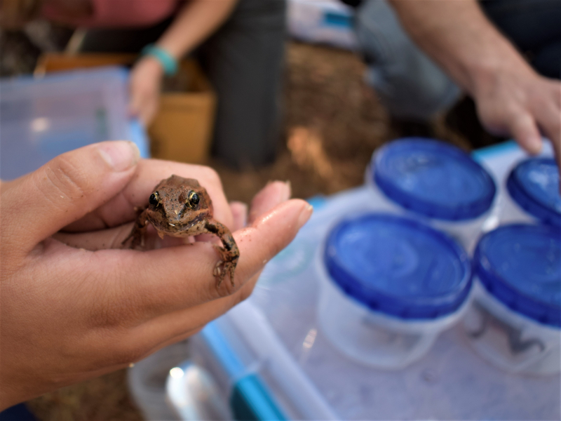 California red-legged frogs head-started at the San Francisco Zoo were released in Yosemite Valley on National Park Service Founders Day. Photo: © Yosemite Conservancy/Ryan Kelly 