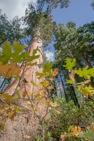 Looking up at giant sequoias in Mariposa Grove. Photo: Keith Walklet