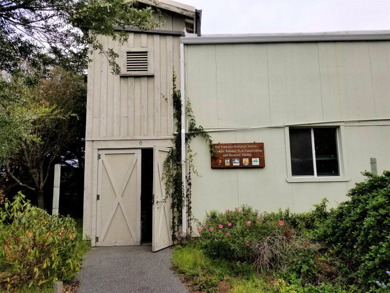 At this special San Francisco Zoo facility, experts from the zoo and the National Park Service are rearing California red-legged frogs, western pond turtles and other animals to give them the best chance of survival in the wild. Photo: Yosemite Conservancy